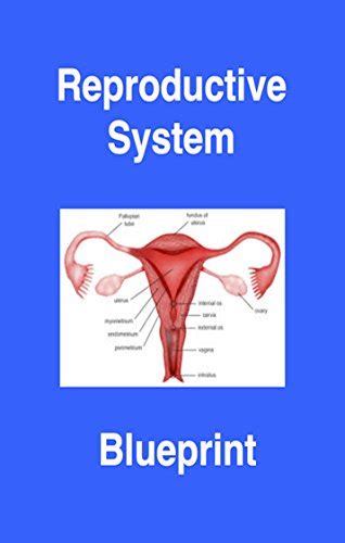 download Reproductive OB GYN Blueprint